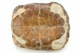 Colorful, Inflated Fossil Tortoise (Stylemys) - South Dakota #280686-5